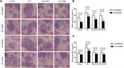 Yi Shen Juan Bi Pill Regulates the Bone Immune Microenvironment via the JAK2/STAT3 Signaling Pathway in Vitro